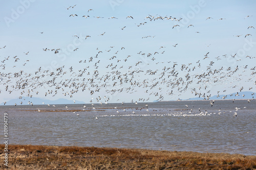 Flying Snow Geese