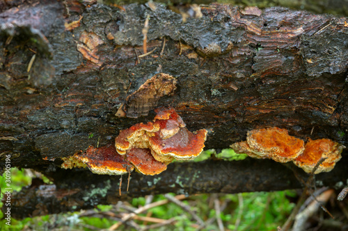 Polypore, Pycnoporellus fulgens growing on wood