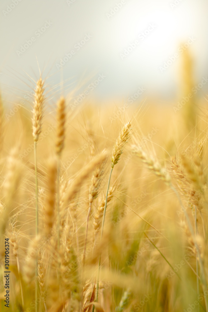 Wheat crop field. Ears of golden wheat close up. Ripening ears of wheat field background. Rich harvest Concept. Wheat crop field. Ears of golden wheat close up. Ripening ears of wheat field background. Rich harvest Concept.