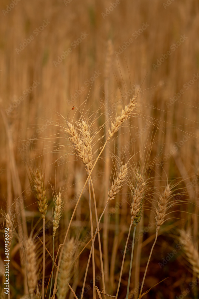 Wheat crop field. Ears of golden wheat close up. Ripening ears of wheat field background. Rich harvest Concept. Wheat crop field. Ears of golden wheat close up. Ripening ears of wheat field background. Rich harvest Concept.