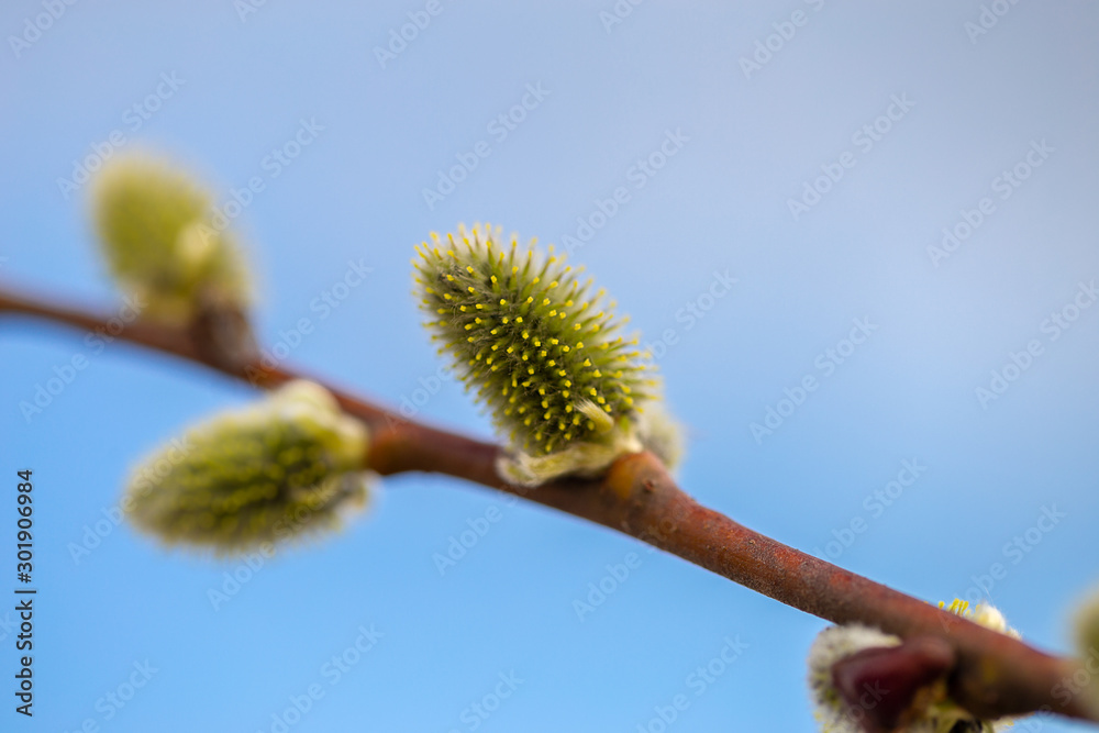 Young pussy willow branches with white catkins on blue sky background. Natural wallpaper. Easter willow. Young pussy willow branches with white catkins on blue sky background. Natural wallpaper. Easter willow.