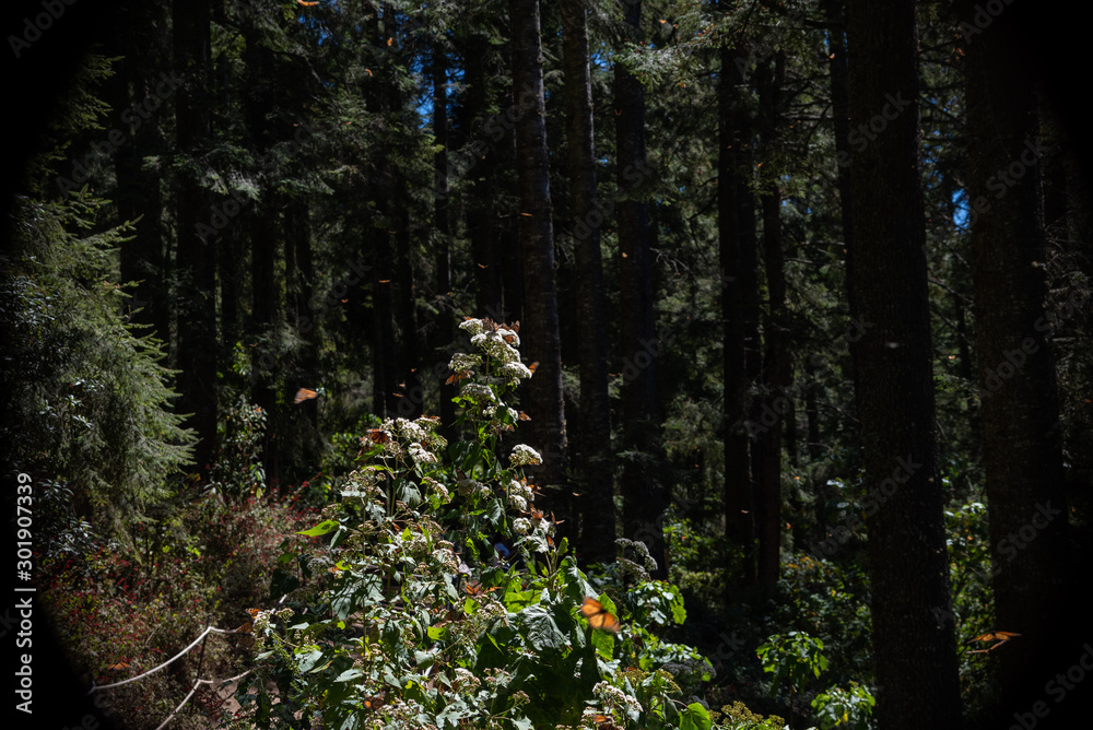 Fototapeta premium naturaleza