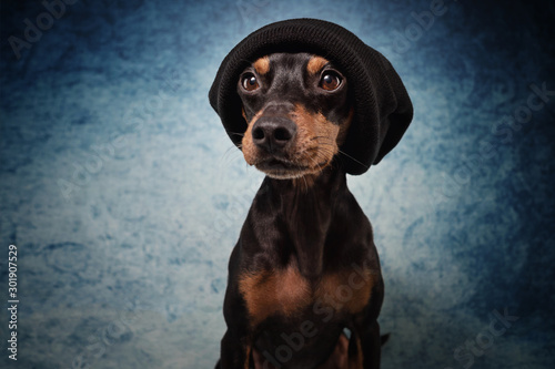 Portrait im Studio Hund mit Mütze und Pullover vor blauem und schwarzem Hintergrund