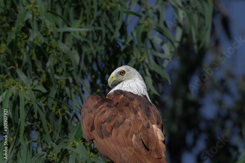 Hawk Eye photo