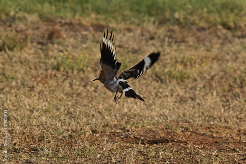 A hoopoe bird  Upupa epops  flying above a grassy field