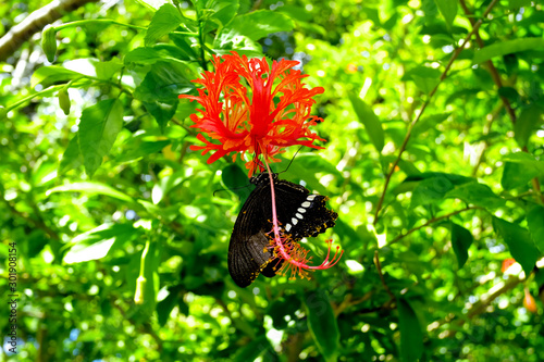 Swallowtail butterfly perching on hibiscus