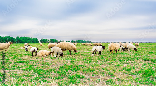 a flock of sheep eating grass in the fields in new Zealand and blue sky in the background 