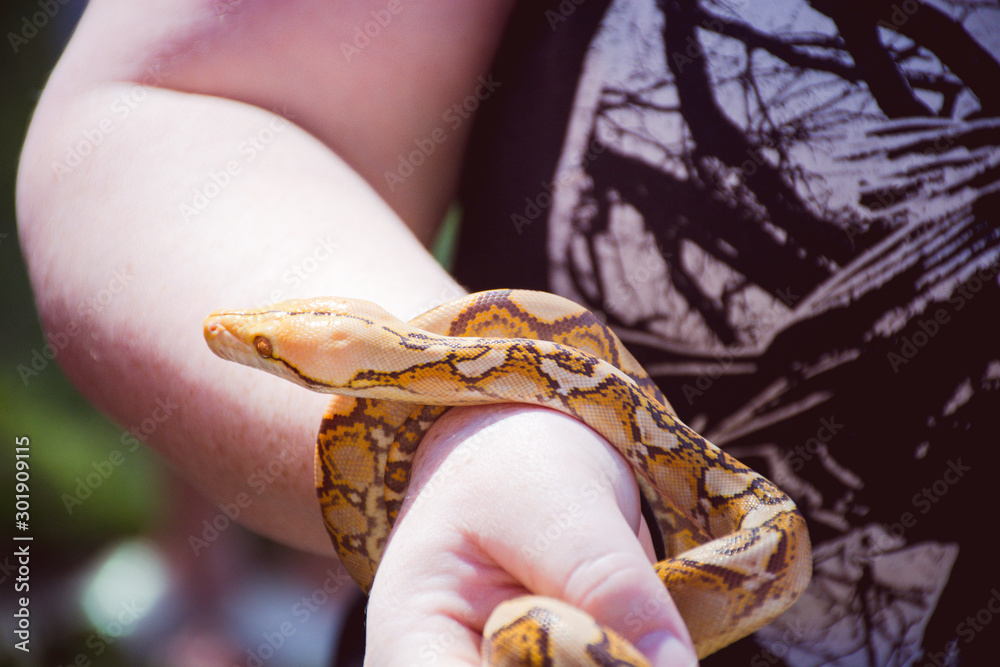 Fototapeta premium Snake Wrist