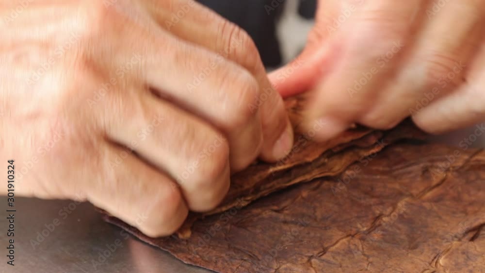 Demonstration of production of handmade tabaco cigars.