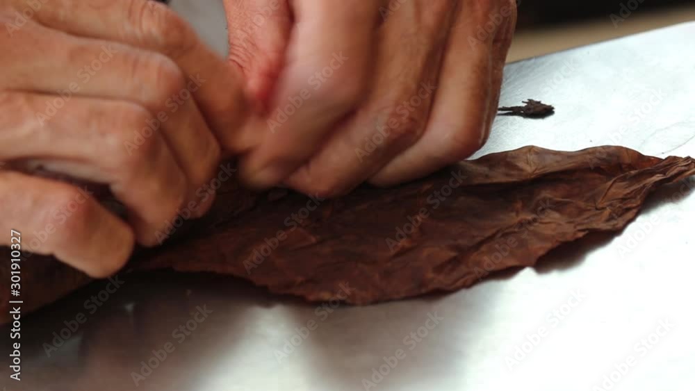 Demonstration of production of handmade tabaco cigars.