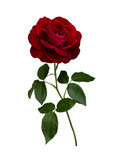 Dark red rose with green leaves