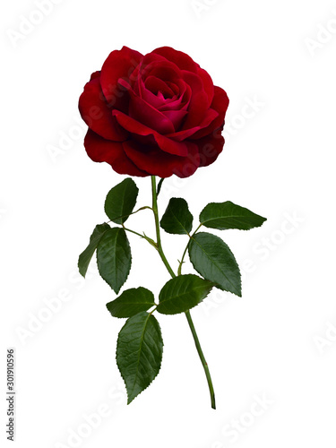 Dark red rose with green leaves