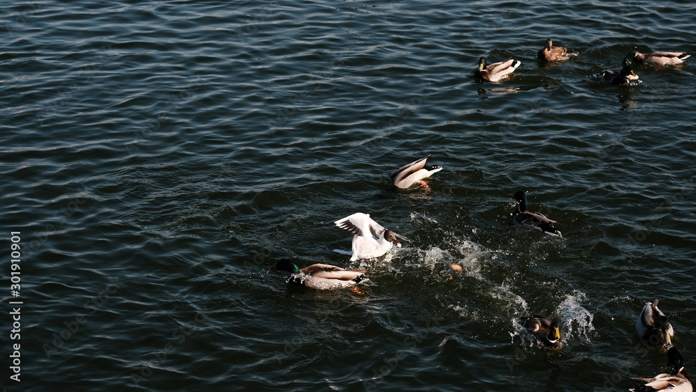 many ducks and gulls float chaotically in the water. Ducks on a lake. Large flock of ducks and gulls swim in lake