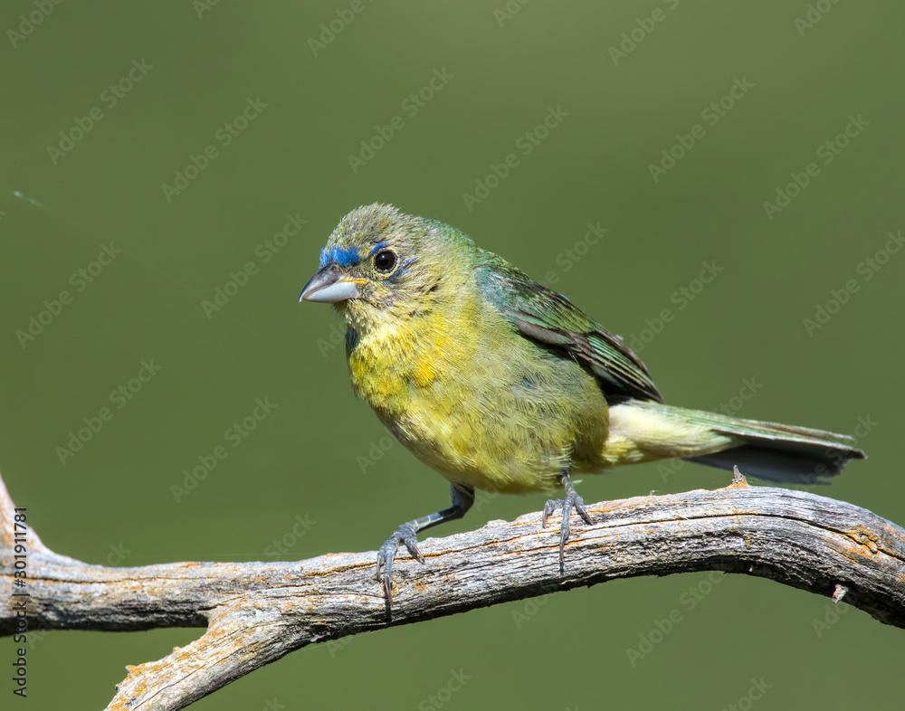 Fototapeta premium Immature Painted Bunting