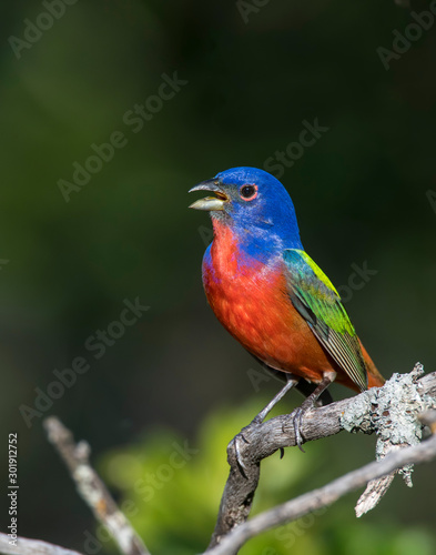 Male Painted Bunting on a perch