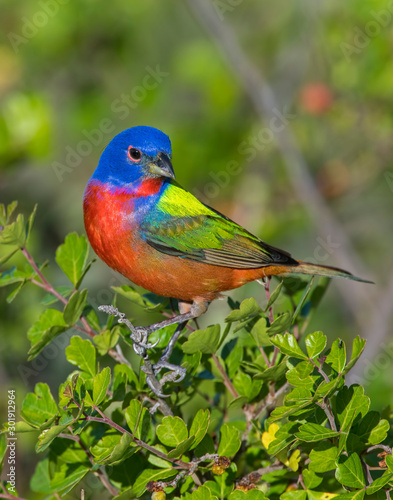 Male Painted Bunting on a perch