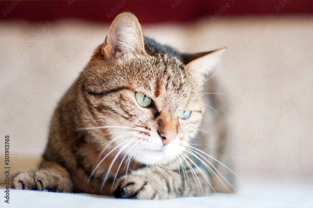 cranky, beautiful, tabby female cat with green eyes. close up face