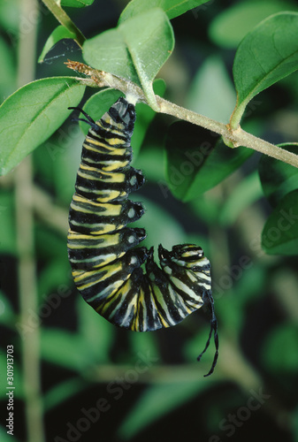 Monarch Butterfly Larva Chrysalis Stage 1 (Danaus Plexippus) Caterpillar into Chrysalis © Liz
