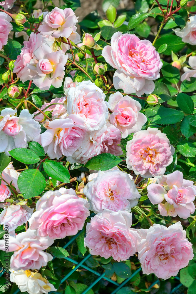 Blossoming bush of pale pink english roses in rose garden
