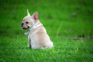 Leinwandbilder Französische Bulldogge Kleine Französische Bulldogge im Gras  © Sawai Thong