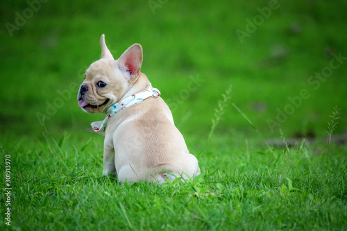 Little french bulldog on green grass