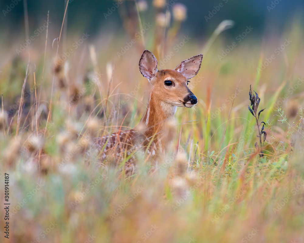 White tailed Deer fawn White tailed Deer fawn