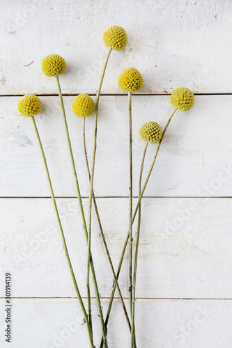 Yellow flowers of white background. Craspedia. Billy Balls. Stick. White background-image