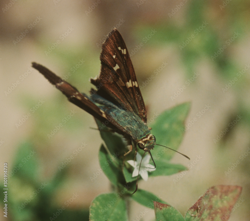 Obraz premium Skipper Butterfly (Hesperiidae)