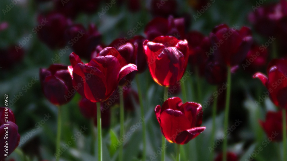 TULIPS TULIPS
