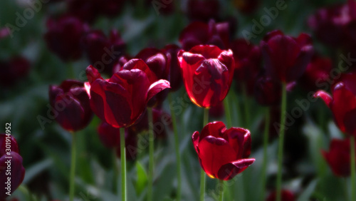 TULIPS