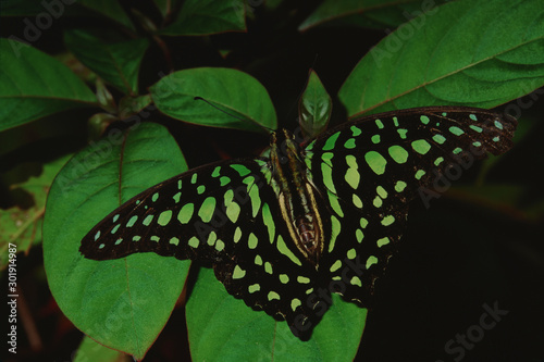 Tailed Jay Butterfly (Graphium Agamemnon)