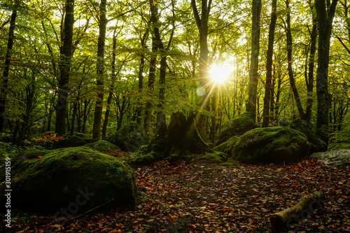 Enchanted Beechwood at the sunrise in an autumn morning