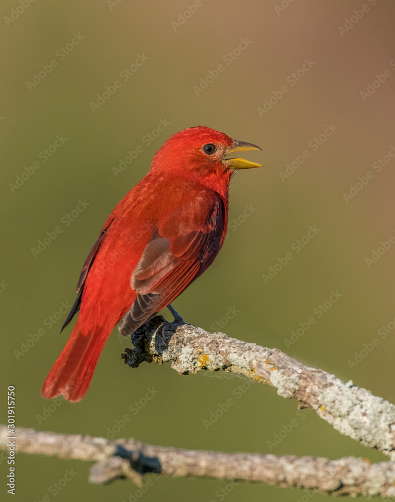 Summer Tanager male Summer Tanager male