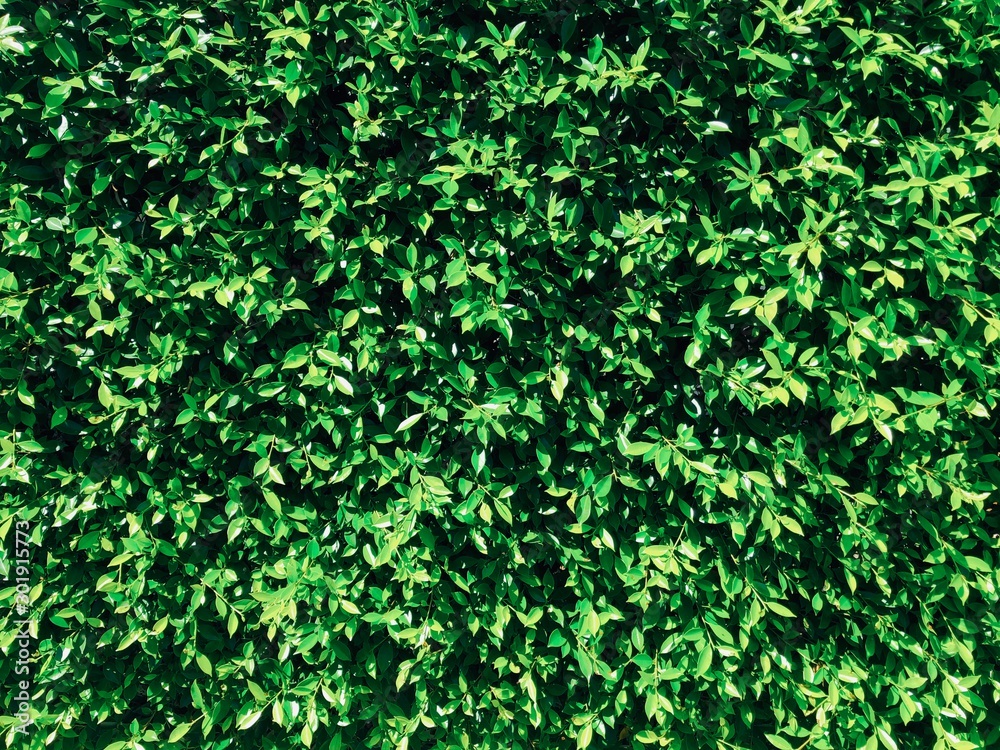 Green leaves background or the naturally walls Green leaves background or the naturally walls