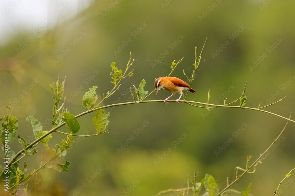 Pale-legged Hornero perched on a branch, looking down, against natural defocused background, Pantanal Wetlands, Mato Grosso, Brazil Pale-legged Hornero perched on a branch, looking down, against natural defocused background, Pantanal Wetlands, Mato Grosso, Brazil