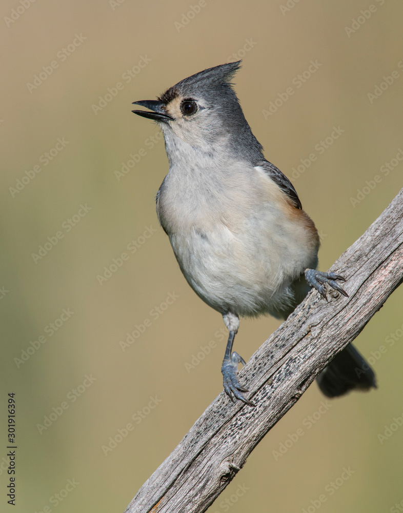 Fototapeta premium Tufted Titmouse calling