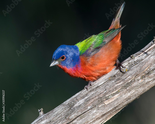 Painted Bunting on a perch with dark background