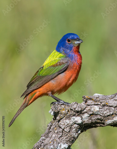 Painted Bunting on a perch © David McGowen