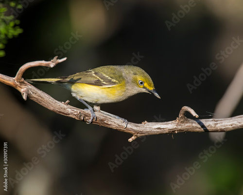 White Eyed Vireo photo