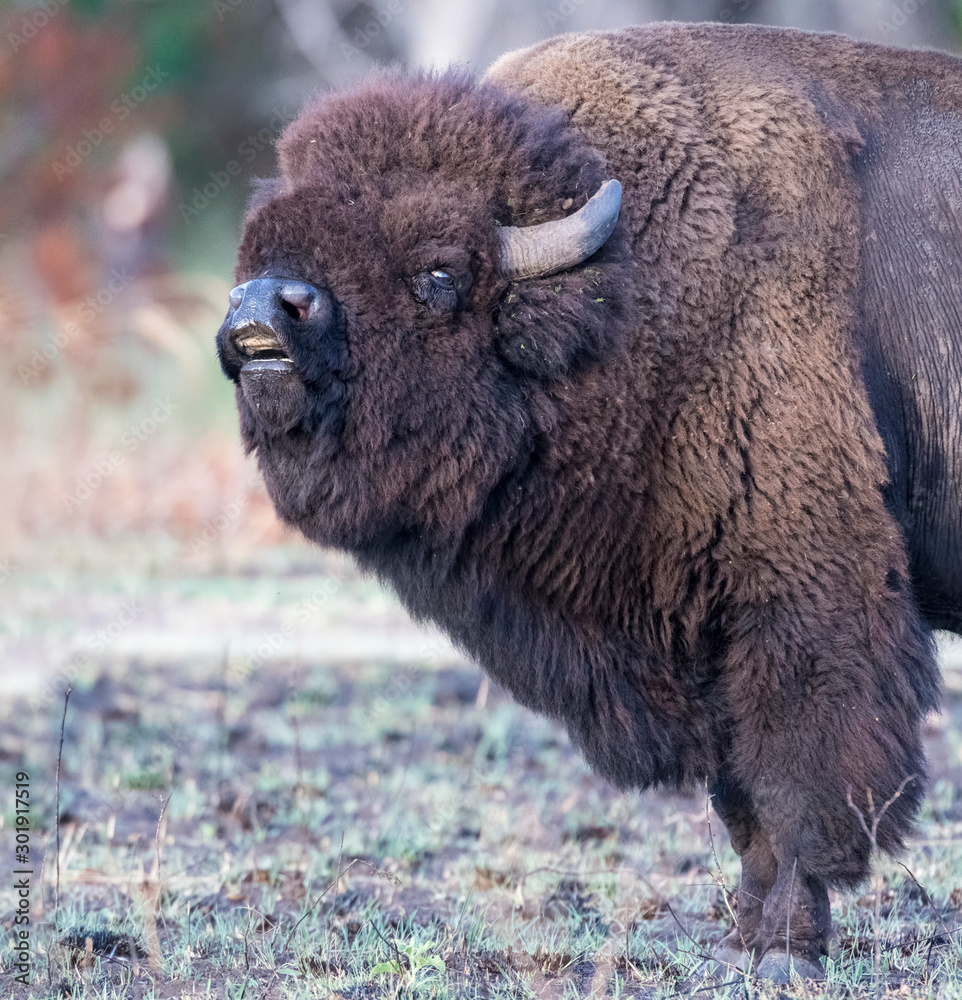 Bison Bull smelling the herd during the breeding season Bison Bull smelling the herd during the breeding season
