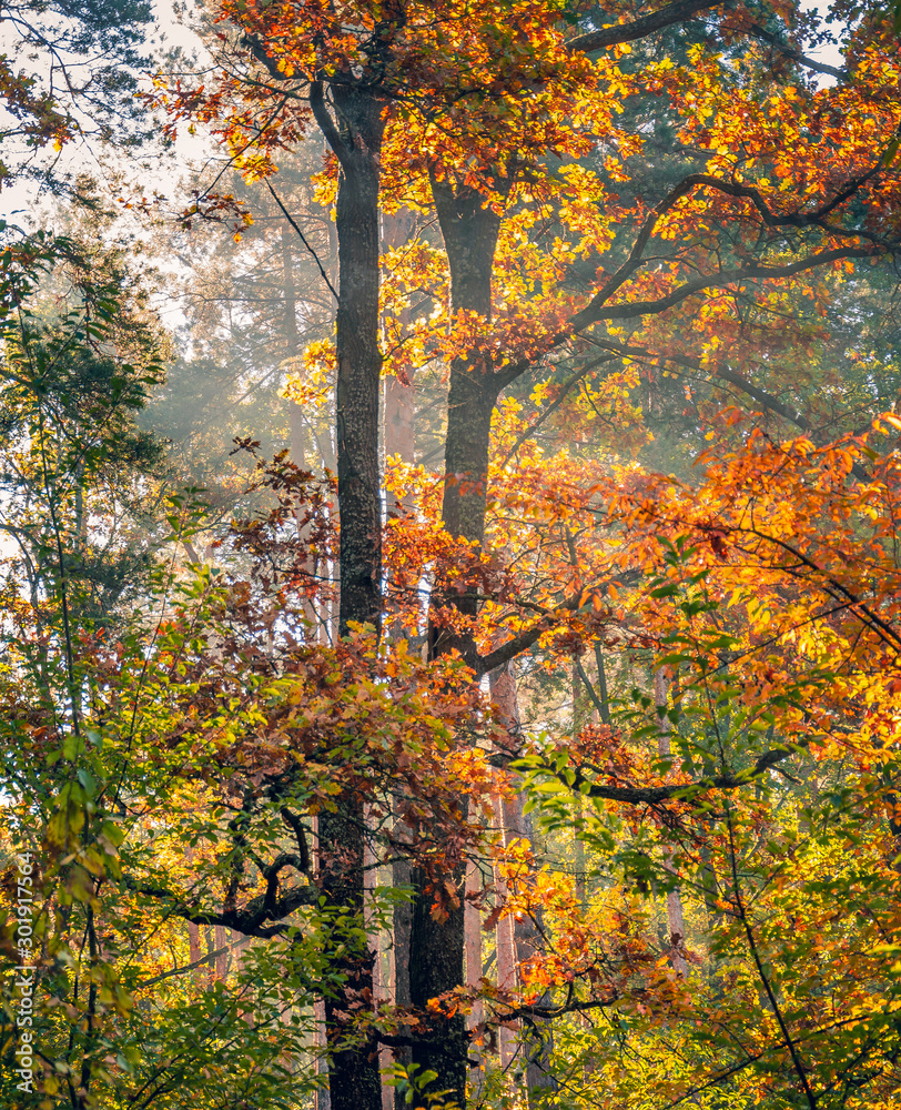 Obraz premium Sunrise on river