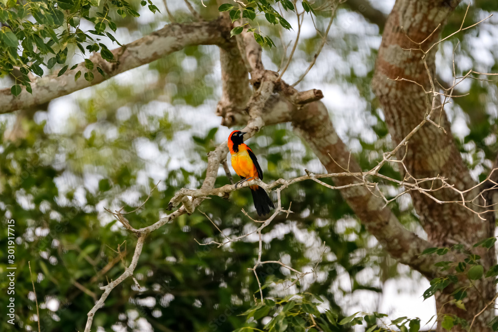 Orange-backed troupial perched on a branch in a tree, Pantanal Wetlands, Mato Grosso, Brazil Orange-backed troupial perched on a branch in a tree, Pantanal Wetlands, Mato Grosso, Brazil