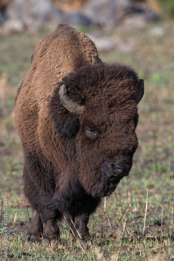 Fototapeta premium Bison Bull