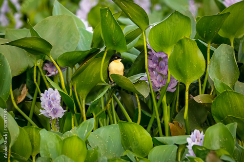 Beautiful Black-capped donacobius sitting between blooming water hyacinths, Pantanal Wetlands, Mato Grosso, Brazil photo