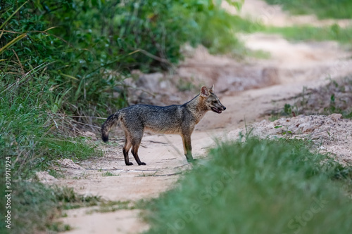 Side view of a Crab eating fox on a sandy path in the Pantanal Wetlands, Mato Grosso, Brazil