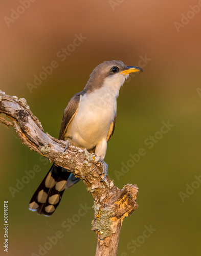 Yellow Billed Cuckoo