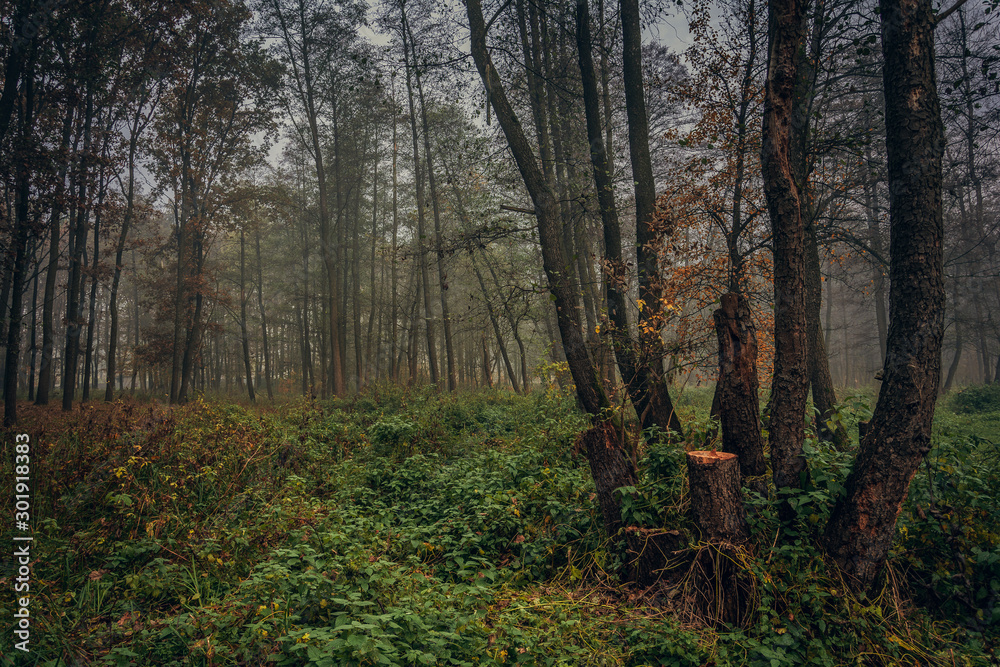 Fototapeta premium Nature in morning