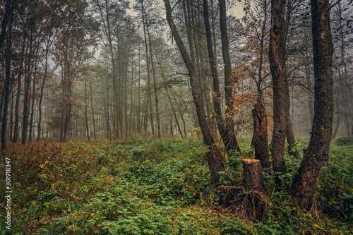 Nature in morning