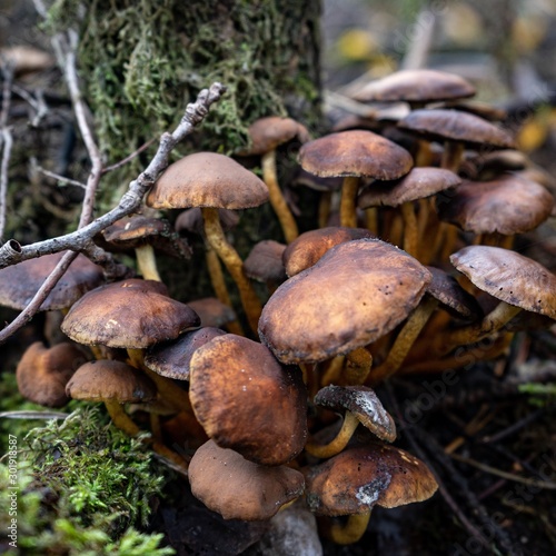 Mushroom, National Park Hoge Kempen, Belgium.