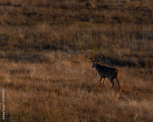 White tailed Deer Buck in the early morning